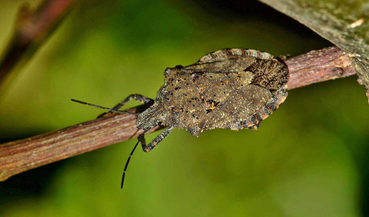 Cimice asiatica: dai rimedi casalinghi alla lotta biologica in agricoltura