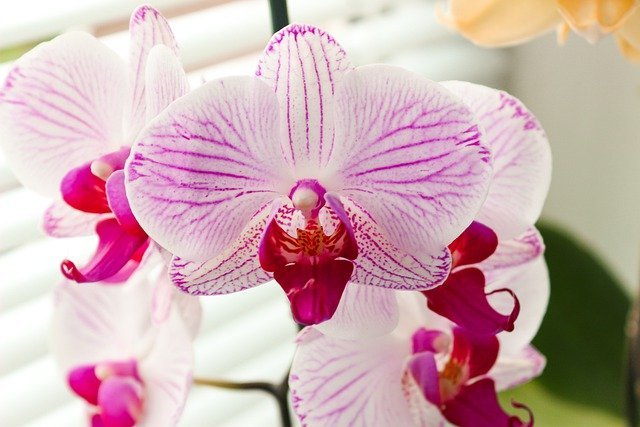 Phalaenopsis Come Prendersi Cura Dell Orchidea Comune