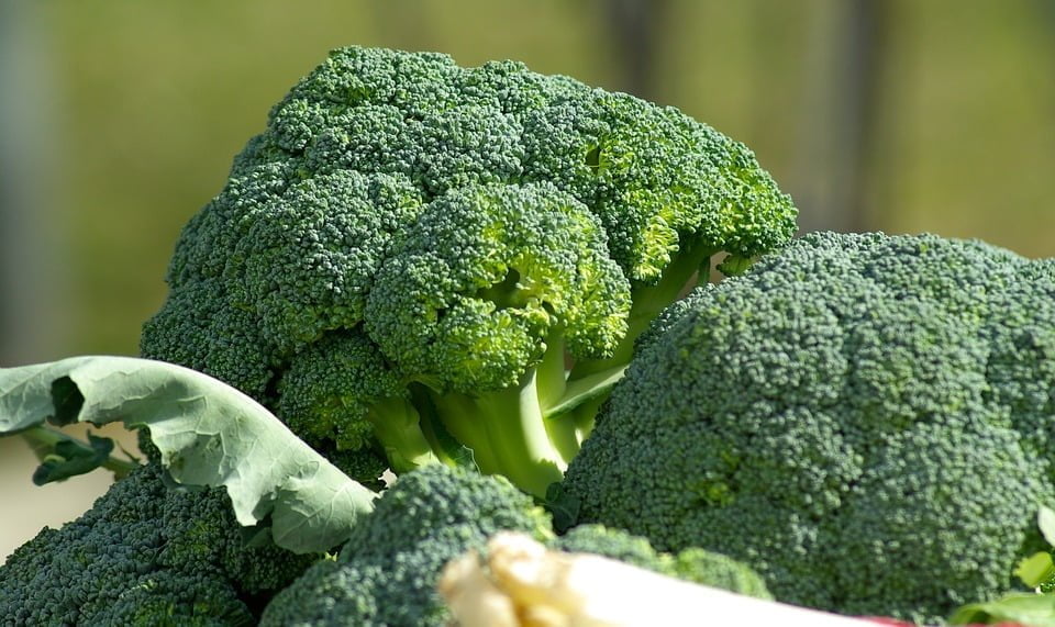 Broccolo: immancabile nell’orto autunnale e invernale