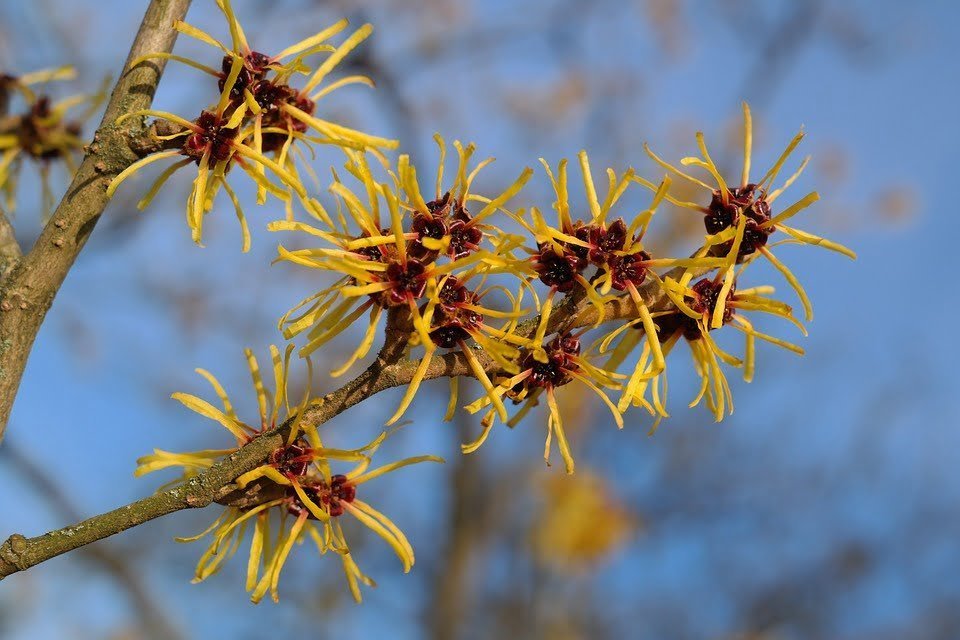 Amamelide: come si coltiva questo arbusto in giardino