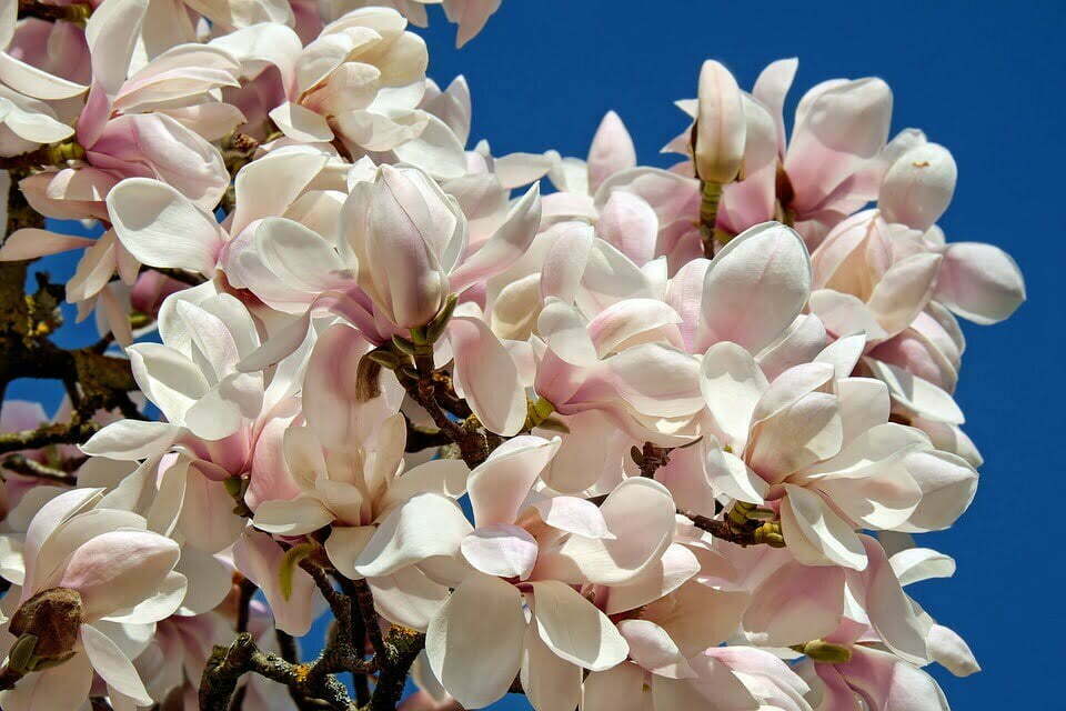 magnolia