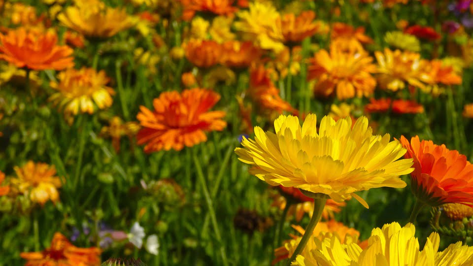 Calendula: non solo per preparati erboristici