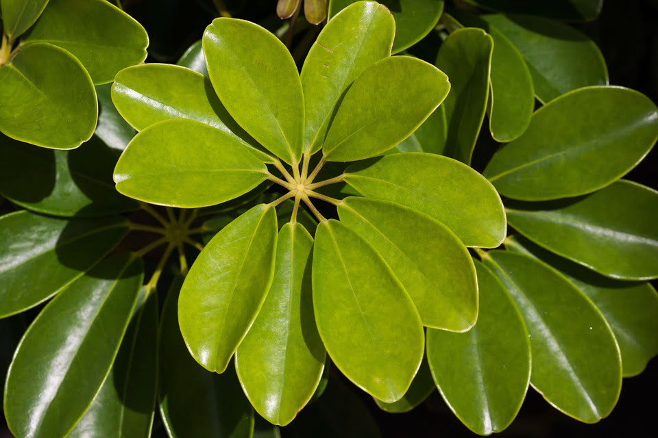 Schefflera: hai mai notato che bellissime foglie ha?