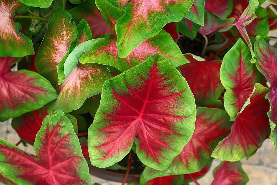 Caladium: come coltivare questa pianta tropicale