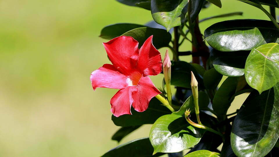 Dipladenia: il rampicante fiorito per il tuo balcone