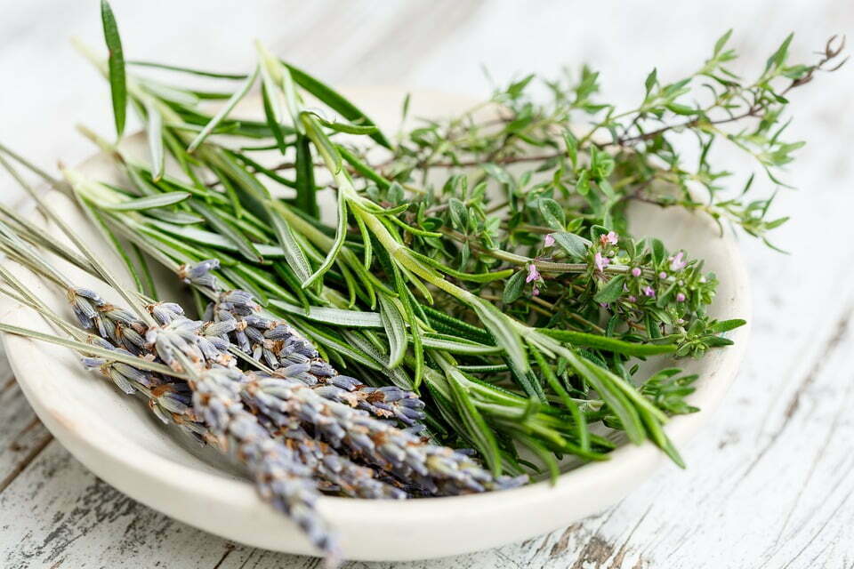 Erbe aromatiche: quali sono e come si coltivano