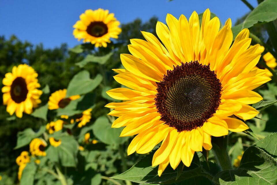 Girasole: il fiore che ama il sole