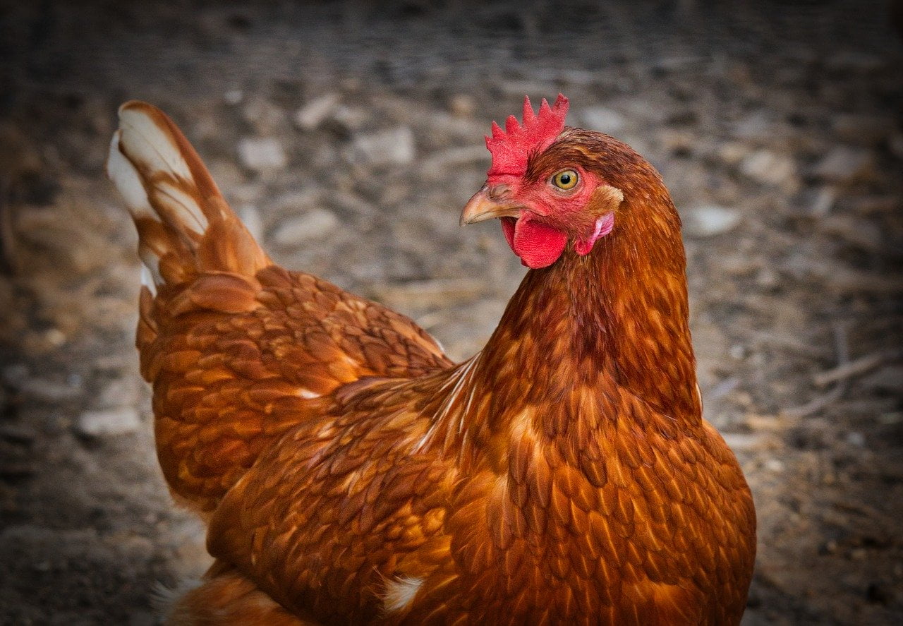 Come allevare le galline nel proprio giardino